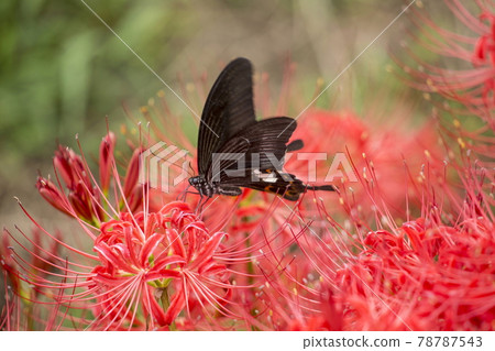 Monkeyeagheha on Higanbana 78787543