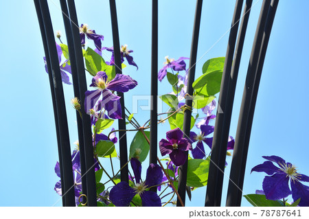 Clematis Tsurumi Ryokuchi Park Purple Vine 78787641