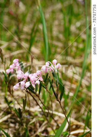 1897 Andromeda polifolia 78787758