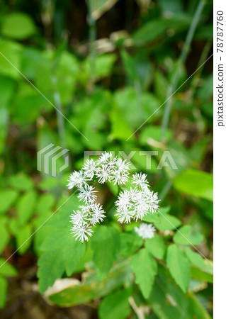 1895 Thalictrum aquilinum 78787760