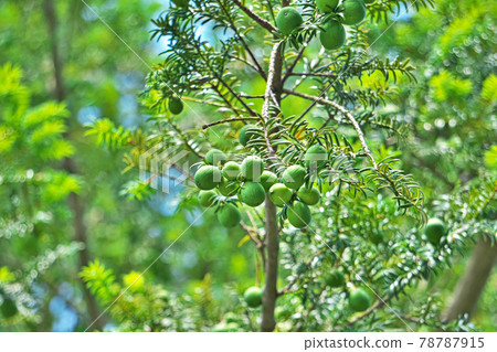 綠色kaya水果 78787915