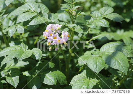 初夏盛開的馬鈴薯花 初夏盛開的馬鈴薯花 78787986