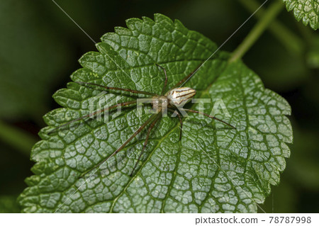 Oyster beetle 78787998