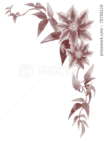 Analog watercolor clematis flower upper frame material sepia color right 78788228