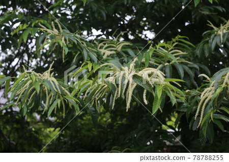 初夏盛開的栗花 78788255