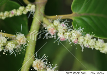 Chestnut flowers that bloom in early summer Chestnut flowers that bloom in early summer 78788267