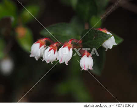 Red flower Red flower 78788302