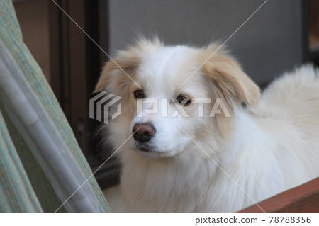 狗狗 狗狗 78788356