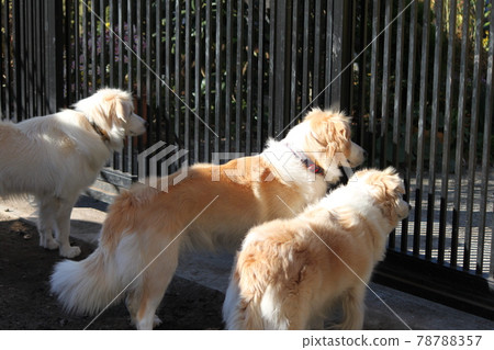 狗狗 狗狗 78788357