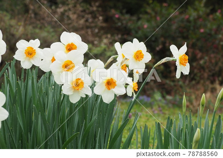 水仙花被雨淋濕了 78788560