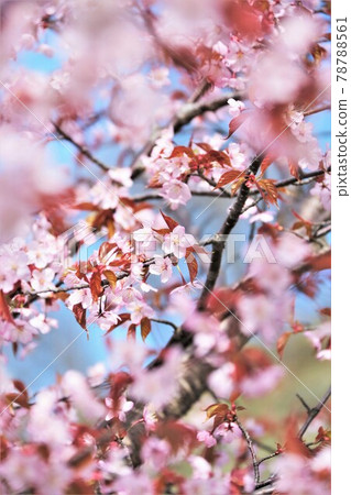 櫻花(Ezo Yamazakura) 櫻花(Ezo Yamazakura) 78788561