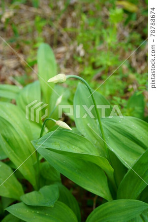 1903 Allium ochotense 78788674