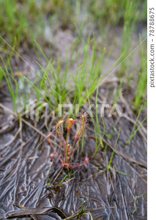 1902 Sundew sundew 78788675