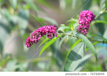 Red-purple Fusafuji Soragi 78788694