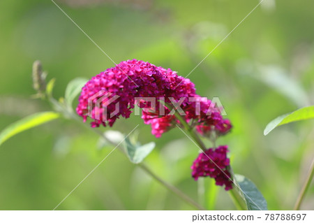 Red-purple Fusafuji Soragi 78788697