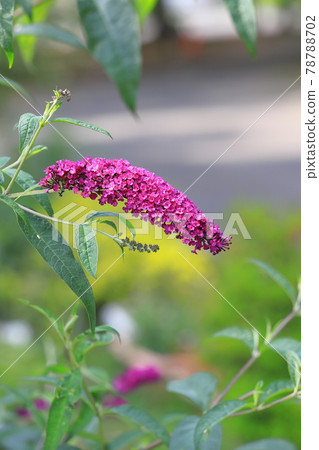 Red-purple Fusafuji Soragi 78788702