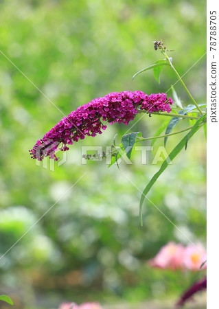 Red-purple Fusafuji Soragi Red-purple Fusafuji Soragi 78788705