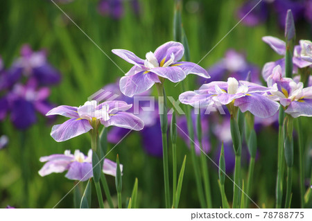 御殿場公園(福島縣喜多方市)的鳶尾花 御殿場公園(福島縣喜多方市)的鳶尾花 78788775