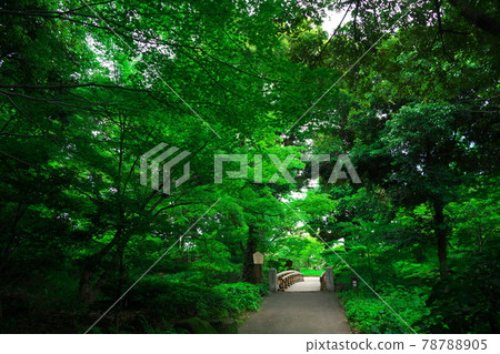 Ikezumi strolling Japanese garden Kosenbashi surrounded by the fresh green of Tokugawaen 78788905