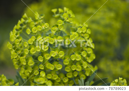 大戟花盛開。學名是 Euphorbia characias。 78789023