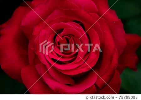 一朵紅玫瑰 78789085