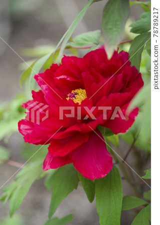 Red peony flowers are in bloom in the peony garden. The name of this button is Yoshiki. 78789217