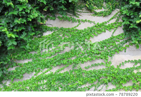 The wall covered by ivy 78789220