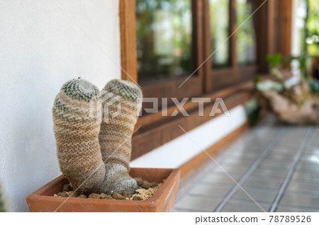 Cactus on the counter Kinkoumaru Cactus on the counter Kinkoumaru 78789526