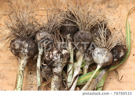Excavated, freshly harvested garlic 78789533