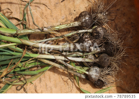 Excavated, freshly harvested garlic Excavated, freshly harvested garlic 78789535