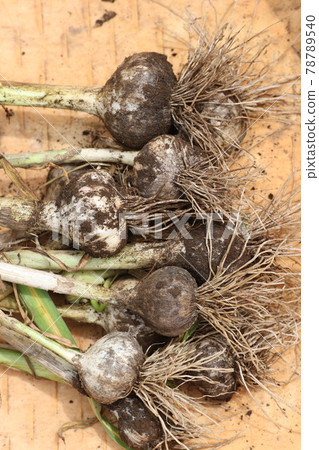 Excavated, freshly harvested garlic Excavated, freshly harvested garlic 78789540