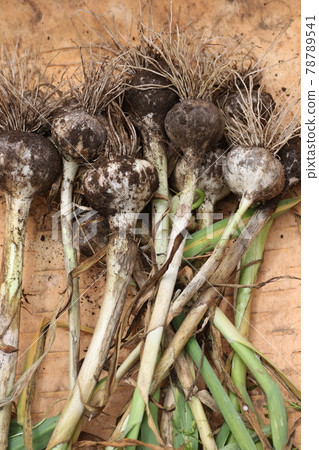 Excavated, freshly harvested garlic Excavated, freshly harvested garlic 78789541