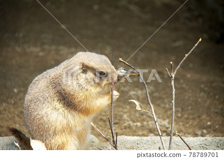 Prairie dog Prairie dog 78789701