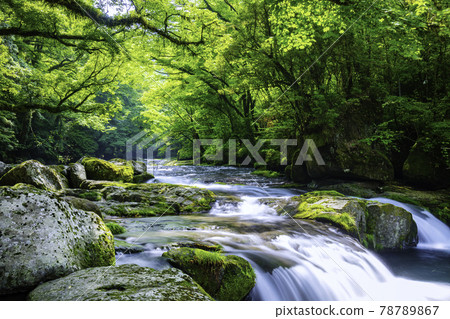 Kikuchi Gorge soothed by clean water (Kikuchi City, Kumamoto Prefecture) 78789867