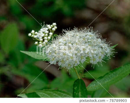 繡線菊開花 78789903