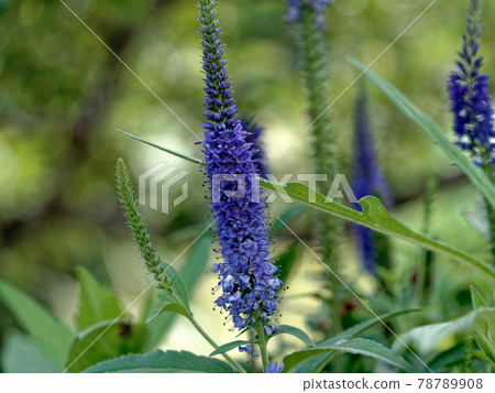 Veronicastrum japonicum 的藍色花朵 Veronicastrum japonicum 的藍色花朵 78789908