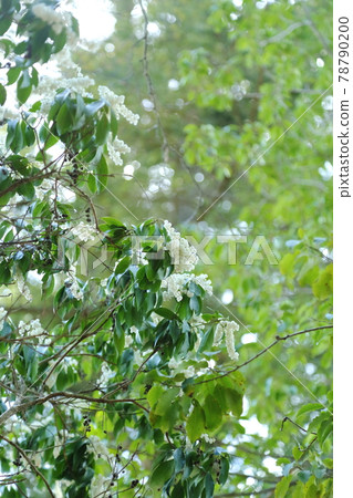 Bitchu Matsuyama Castle Nejiki no Hana 78790200