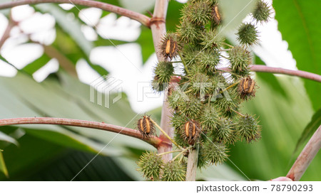 Castor oil plant in a garden. 78790293