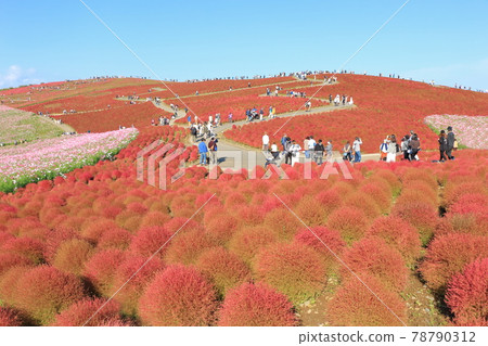 秋葉柯基亞,觀景山 秋葉柯基亞,觀景山 78790312