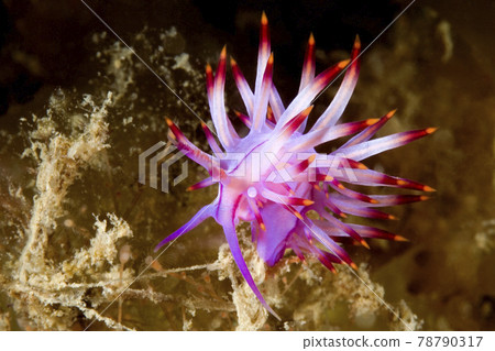 Red Lined Nudibranch, Coryphellina lotos Red Lined Nudibranch, Coryphellina lotos 78790317