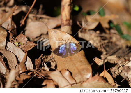 Arhopala japonica perching on dead leaves 78790907