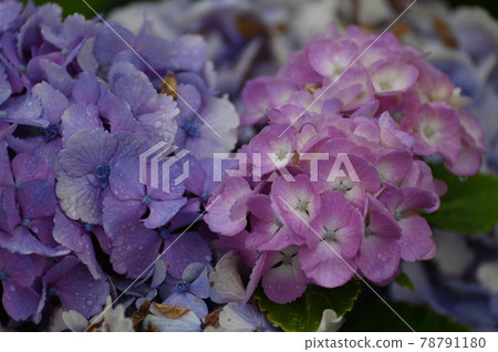 在雨中看起來很好看的繡球花 78791180