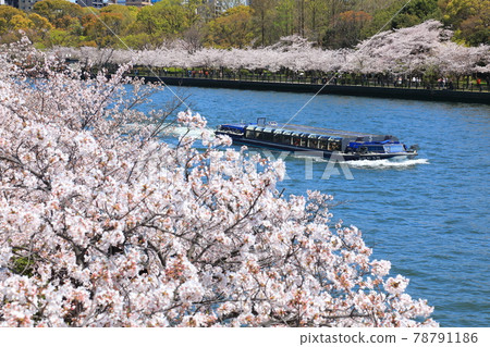 Sakuranosaki公園 78791186