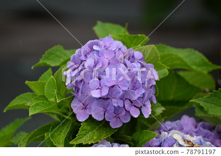 Hydrangea flowers that look good in the rain Hydrangea flowers that look good in the rain 78791197