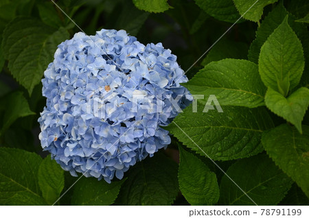 Hydrangea flowers that look good in the rain Hydrangea flowers that look good in the rain 78791199
