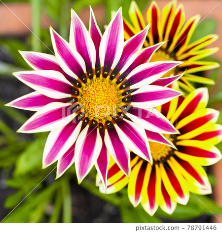 Gazania flowers of different colors in pots Gazania flowers of different colors in pots 78791446