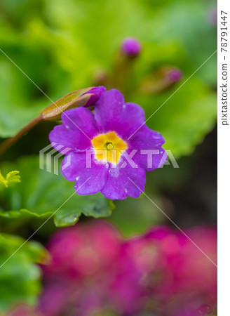 Blooming purple primrose flowers in the garden. 78791447