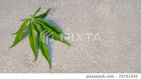 Marihuana leaf on a table, angle view with copy space. Marihuana leaf on a table, angle view with copy space. 78791450