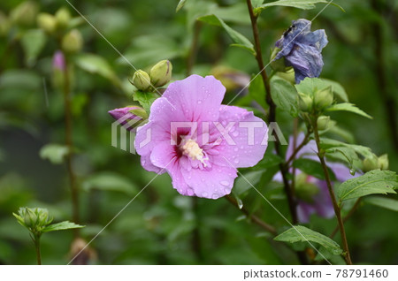 Mukuge flowers on a rainy day Mukuge flowers on a rainy day 78791460
