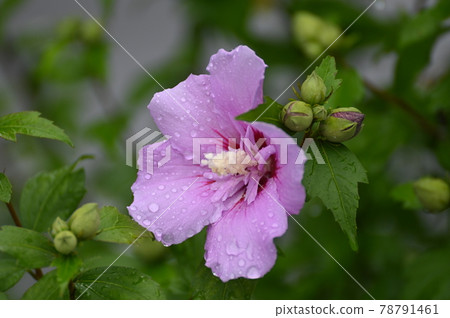 Mukuge flowers on a rainy day Mukuge flowers on a rainy day 78791461